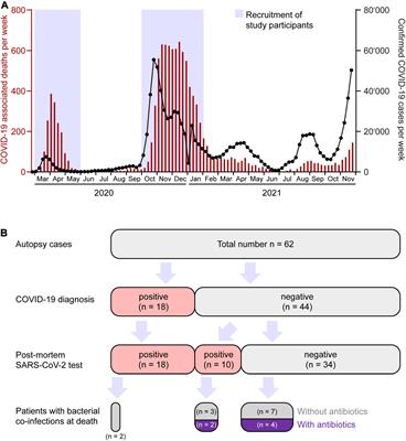 COVID-19 Autopsies Reveal Underreporting of SARS-CoV-2 Infection and Scarcity of Co-infections